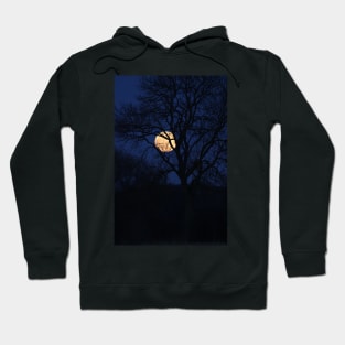 beautiful full moon with tree silhouette and dark blue sky Hoodie